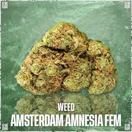 ☘Amsterdam Amnesia fem☘