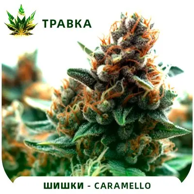 Caramello [ТРАВКА]