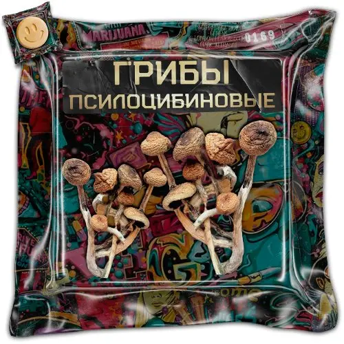 Псилоцибиновые Грибы